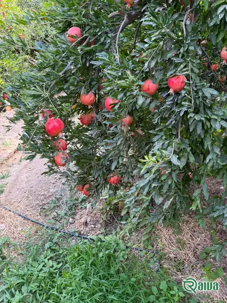 Two whole red pomegranates beside a broken piece full of dark red arils (view 27)