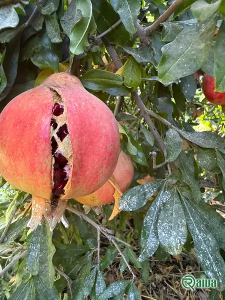 Two whole red pomegranates beside a broken piece full of dark red arils (view 29)