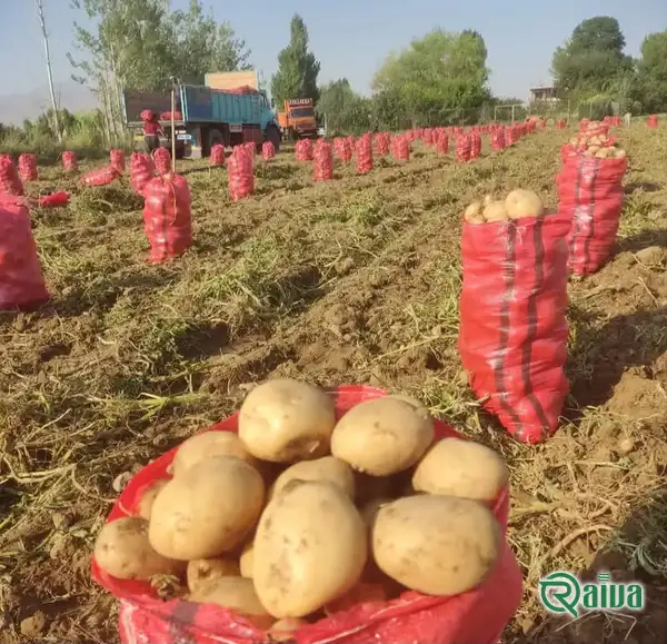 Fresh ware potatoes graded by size (view 11)