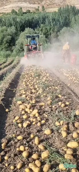 Fresh ware potatoes graded by size (view 13)