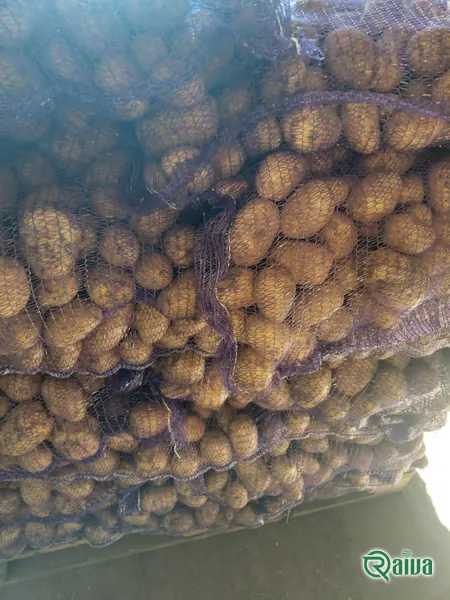 Fresh ware potatoes graded by size (view 15)
