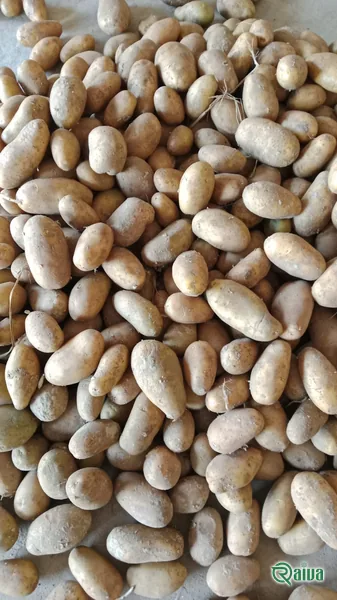 Fresh ware potatoes graded by size (view 16)