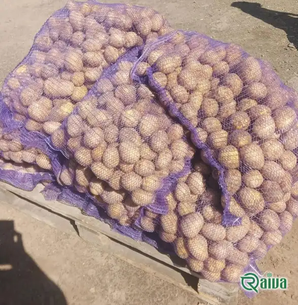Fresh ware potatoes graded by size (view 17)