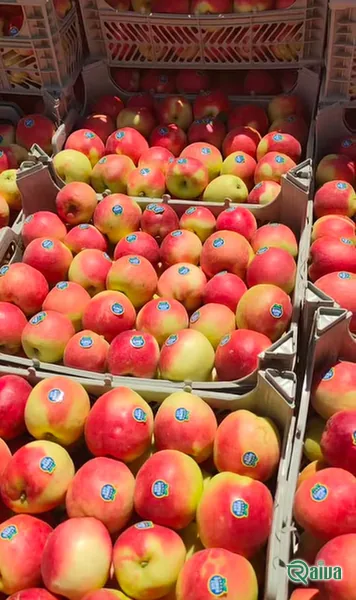 Red Apple — Apple harvest, grading and dispatch