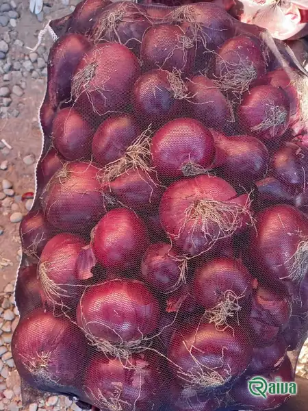 Red Onion — Onion harvest and bagging