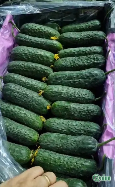 Short, bumpy-skinned spiny cucumbers beside one cut lengthwise (view 4)