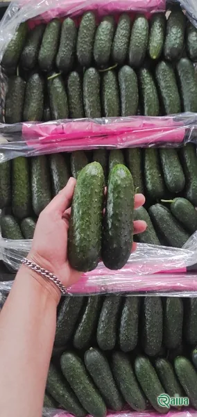 Short, bumpy-skinned spiny cucumbers beside one cut lengthwise (view 5)