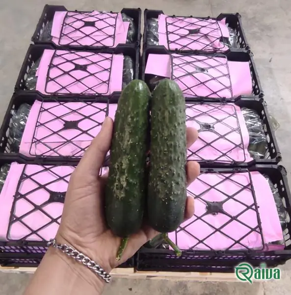 Short, bumpy-skinned spiny cucumbers beside one cut lengthwise (view 6)