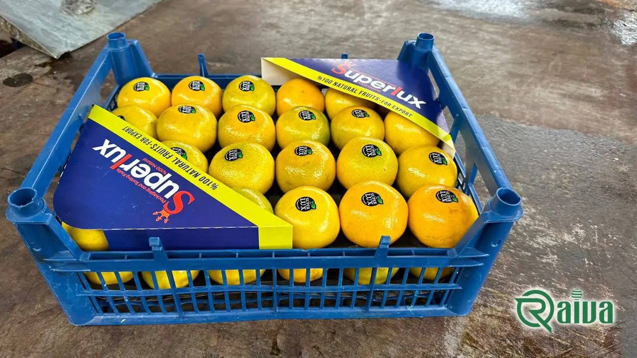 Tangerine & Mandarin — Raiva Food export