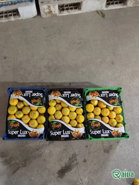 Tangerine & Mandarin — Tangerine harvest and packing