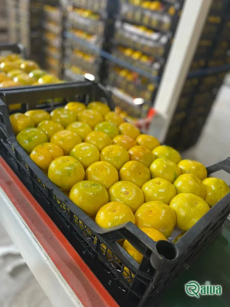 Tangerine & Mandarin — Tangerine harvest and packing