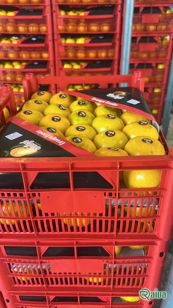 Tangerines packed loose in a crate (view 6)