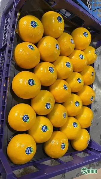 Tangerines packed loose in a crate (view 9)