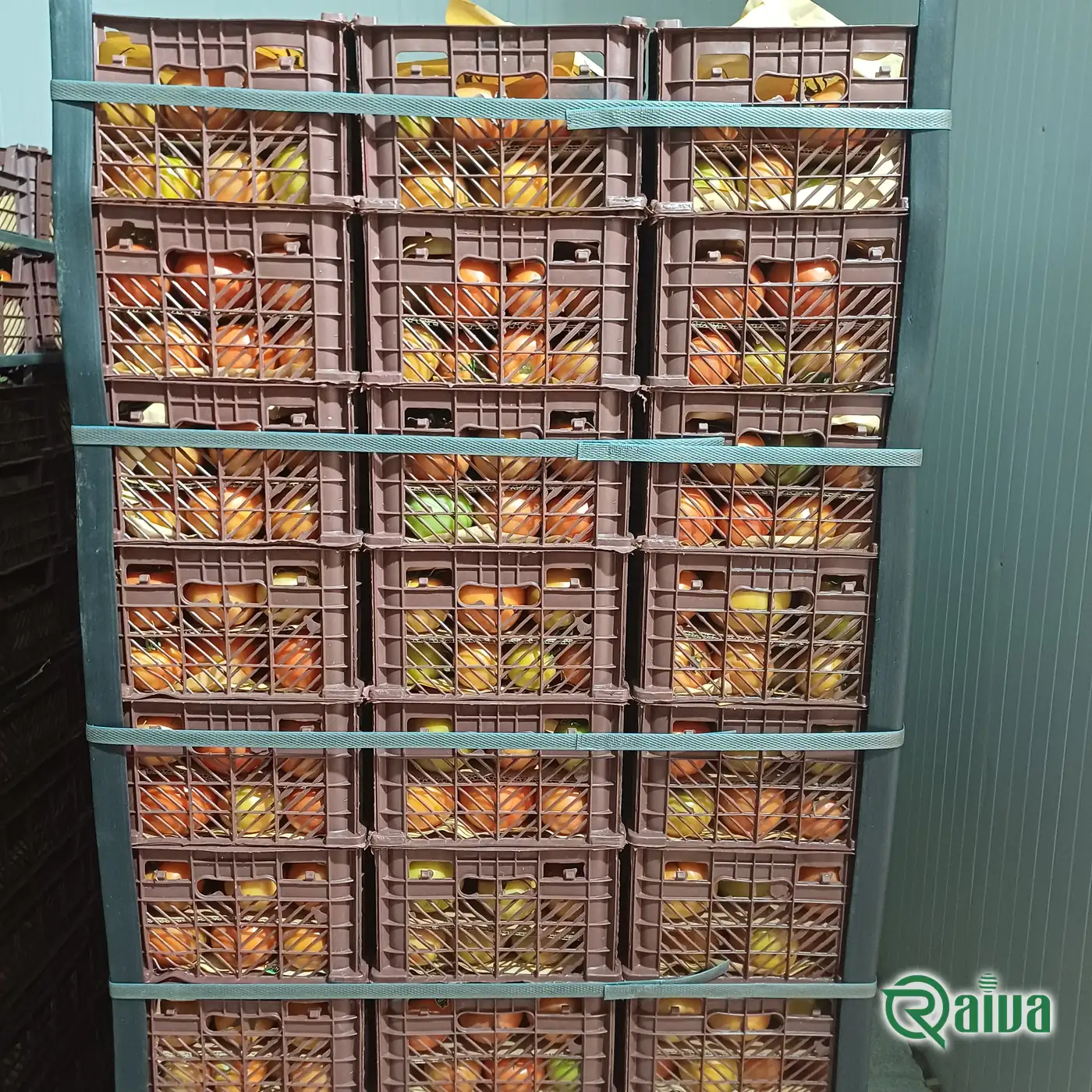 Crates of graded tomatoes strapped and stacked in a container, ready to load