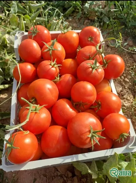 Tomato — Tomato harvest and crating