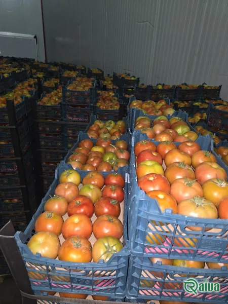 Tomato — Tomato harvest and crating