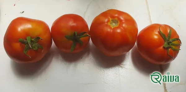Tomato — Tomato harvest and crating