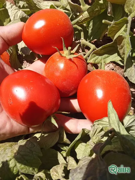 Tomato — Tomato harvest and crating