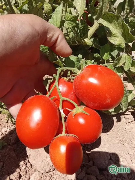 Tomato — Tomato harvest and crating