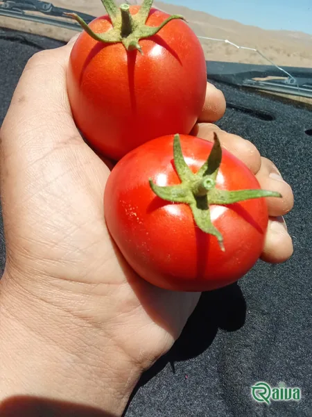 Tomato — Tomato harvest and crating