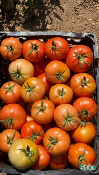 Tomato — Tomato harvest and crating