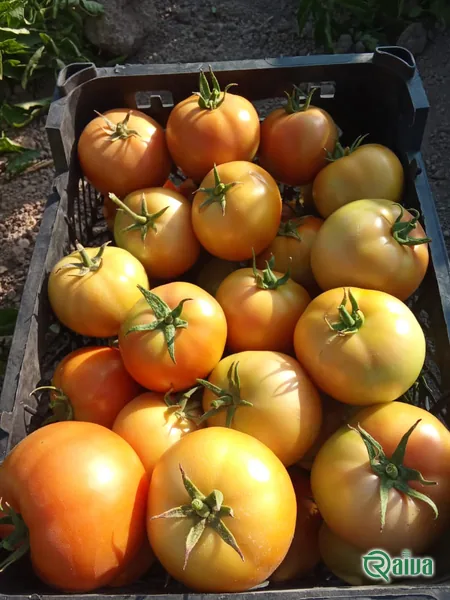 Tomato — Tomato harvest and crating