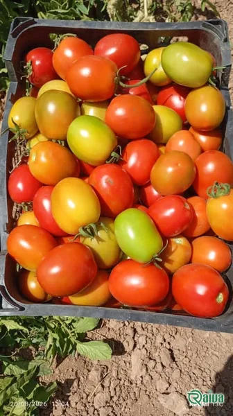 Tomato — Tomato harvest and crating
