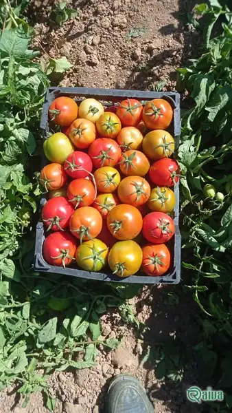 Tomato — Tomato harvest and crating