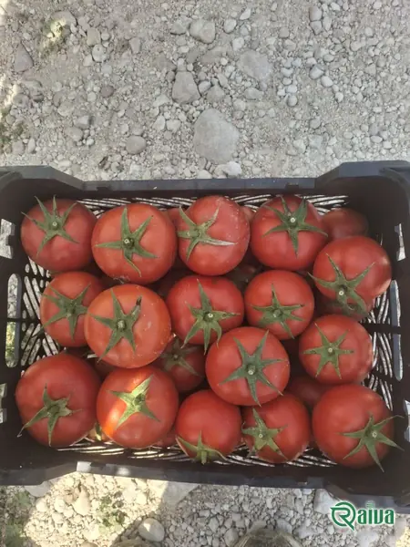 Tomato — Tomato harvest and crating