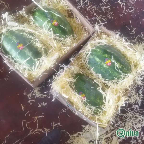 Watermelon — Watermelon harvest and loading