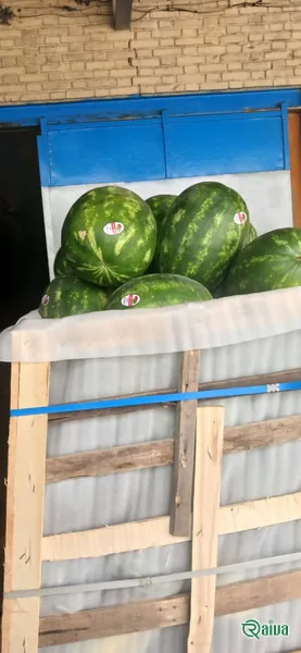 Watermelon — Watermelon harvest and loading