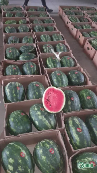 Watermelon — Watermelon harvest and loading