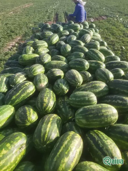 Watermelon — Watermelon harvest and loading