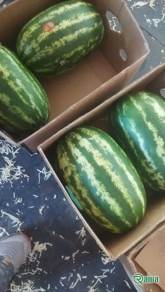 Watermelon — Watermelon harvest and loading