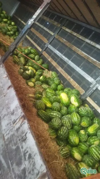 Watermelon — Watermelon harvest and loading