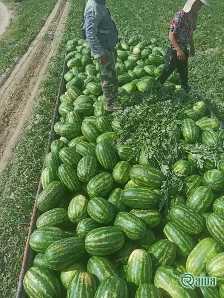 Watermelon — Watermelon harvest and loading