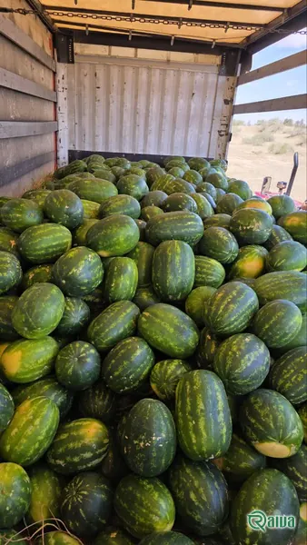 Watermelon — Watermelon harvest and loading