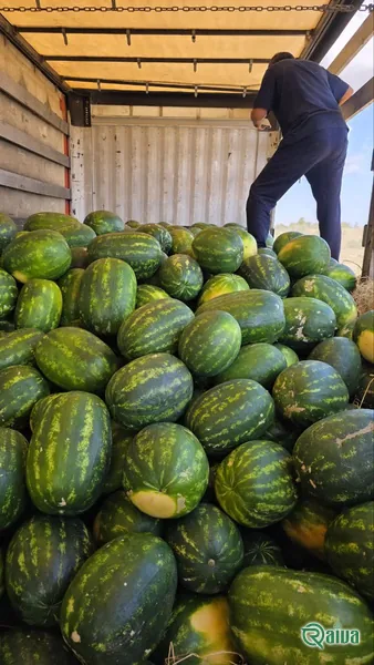 Watermelon — Watermelon harvest and loading