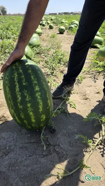 Watermelon — Watermelon harvest and loading