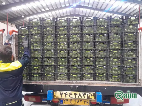 Yellow Apple — Apple harvest, grading and dispatch