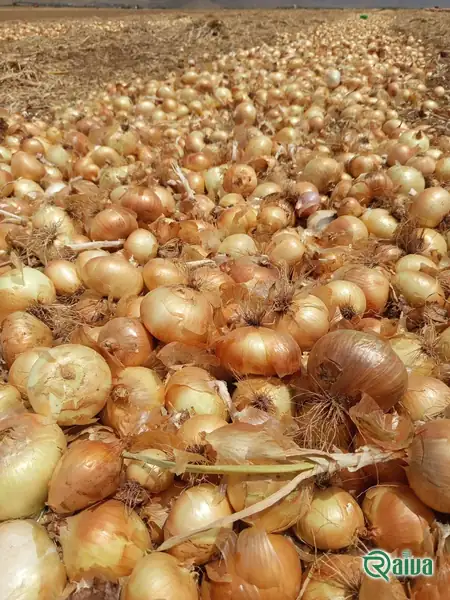 Yellow Onion — Onion harvest and bagging