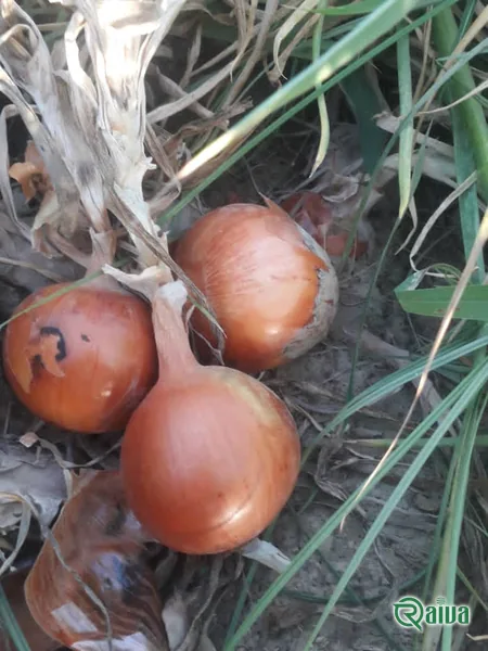 Yellow Onion — Onion harvest and bagging