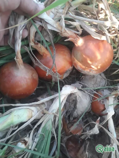 Yellow Onion — Onion harvest and bagging