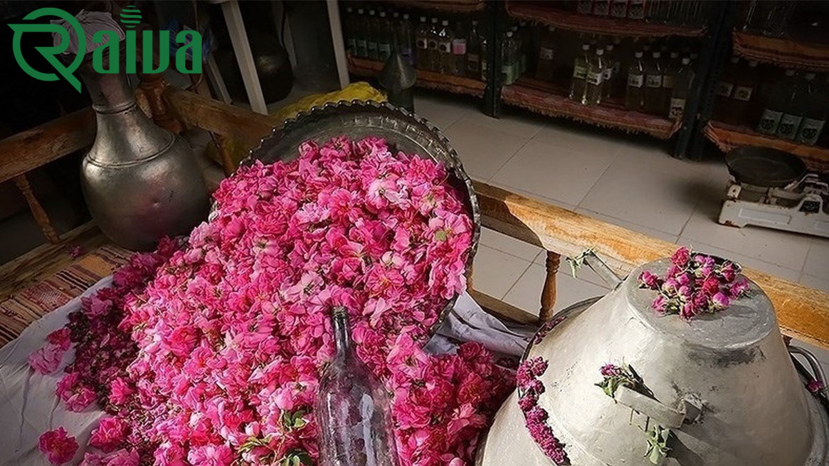 How Damask Rose Products-Are-Used-Across-Global-Industries-RAIVA